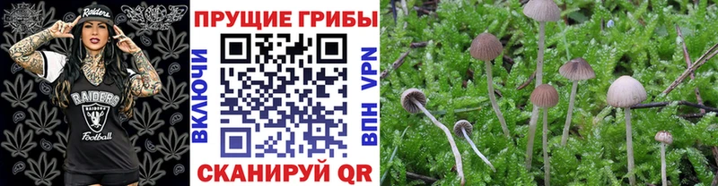 Галлюциногенные грибы Psilocybe  Купить  Харабали 